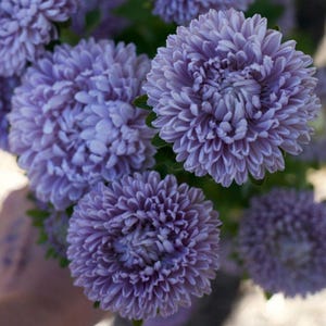 Aster Lady Coral Lavender Seeds: Heirloom Peony-Style Blooms