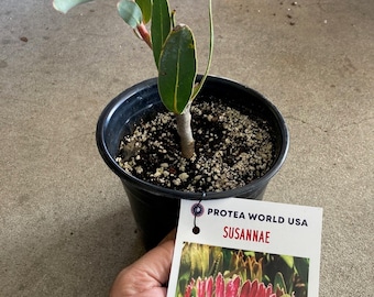 Susannae Protea Plant