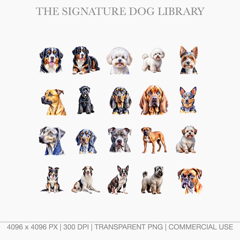 Professional 4K dog PNG assets including Bernese Mountain Dog, Boxer, and Australian Shepherd.