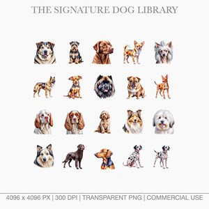 High-resolution dog portraits for commercial use featuring Chow Chow, Labrador, and Dalmatian.