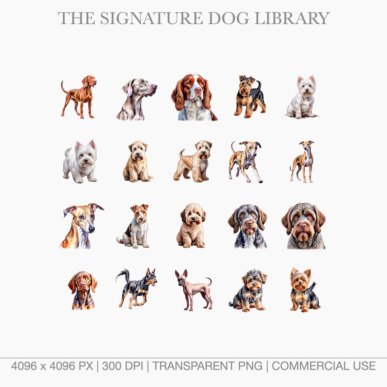Watercolor illustrations of Herding and Sporting dogs including Border Collie, Australian Shepherd, and Vizsla.