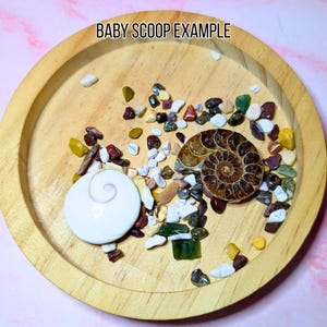 May include: A wooden tray filled with colorful gemstones, a white shell, and a brown ammonite fossil. The text "BABY SCOOP EXAMPLE" is at the top of the image. The gemstones are various sizes and colors, including red, green, yellow, and brown.