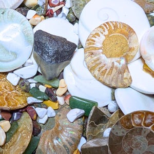 May include: A collection of various fossils and polished stones. The image features a shark tooth, ammonite fossils, and polished stones in shades of white, brown, green, and beige. The arrangement creates a textured, natural aesthetic.