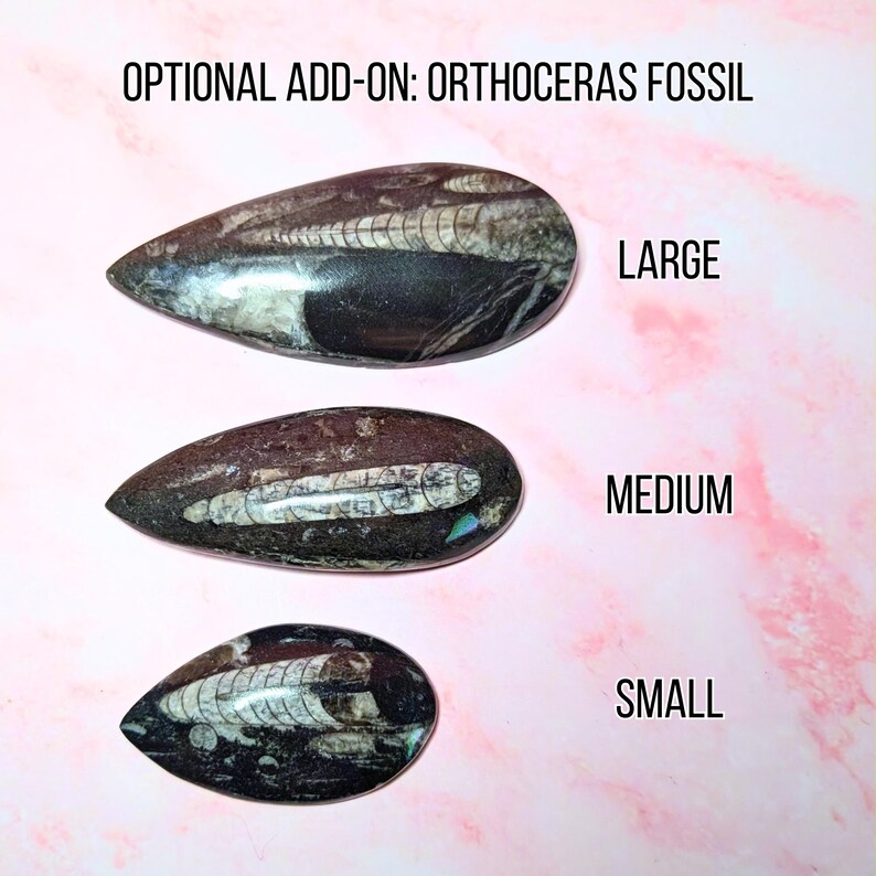 May include: Three Orthoceras fossil stones in varying sizes: large, medium, and small. The fossils are teardrop-shaped, with a dark brown matrix and white and gray internal structures. The text "OPTIONAL ADD-ON: ORTHOCERAS FOSSIL" is at the top.