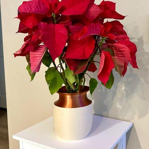 Self Watering Planter Pot – Kyoto 3 Quart, Indoor Flower Pot