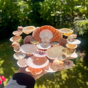 May include: A decorative arrangement of various seashells in shades of white, peach, and tan. The shells are arranged in a layered, circular design, with a pearl accent. The background is a blurred view of green foliage.