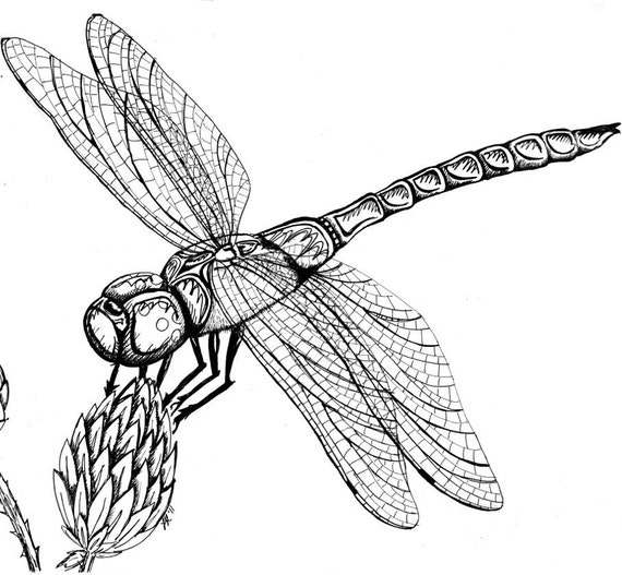 Items similar to Dragonfly on Milkweed Original Pen & Ink Drawing 11" x