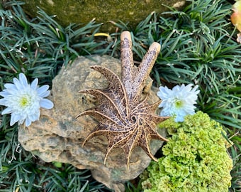 Kuripe Carved “Golden Spiral”, wood burned pattern kuripe, single wooden block high quality carving Teak wood