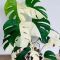 Monstera Albo Borsigiana Half Moon full Variegated Live Plant Rooted Cuttings Free Shipping product logo