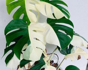 親株 斑入り アンスリウム テロダクティル 親株 斑入り アンスリウム