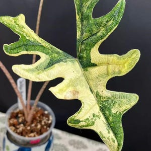 熱帯植物 希少 アロカシア ジャクリン 斑入り alocasia jacklyn