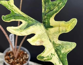 熱帯植物　‼️希少‼️アロカシア　ジャクリン　斑入り アロカシア ジャクリンミスティック 斑入り（1株/袋）組織培養 - Etsy 日本