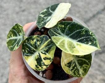 5 アロカシア シャントリエリ ピンク 斑入り 球根 珍しい 屋内 屋外