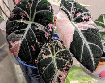 5 アロカシア シャントリエリ ピンク 斑入り 球根 珍しい 屋内 屋外