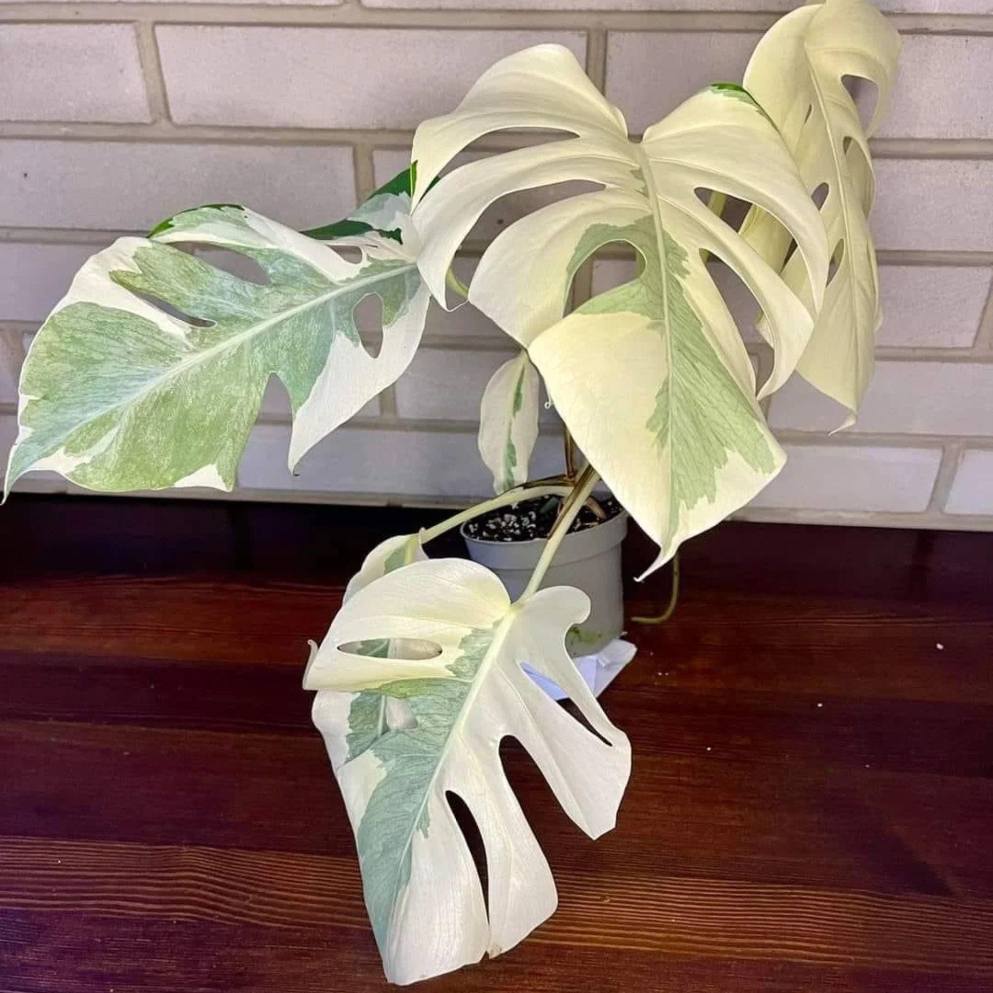 モンステラ　ホワイトラヴァ　変異株 Monstera white lava - Etsy 日本