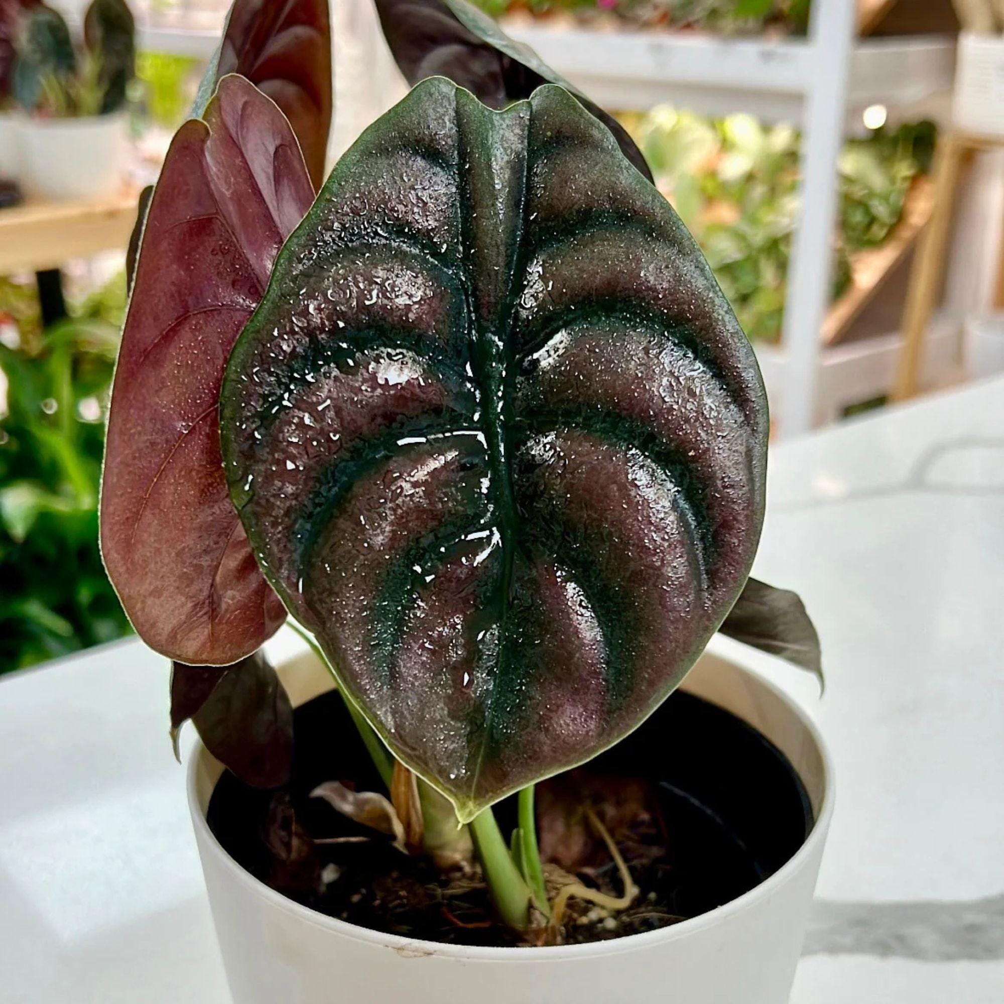 アロカシア クプレア 斑入り ピンク Alocasia cuprea pink - Etsy 日本