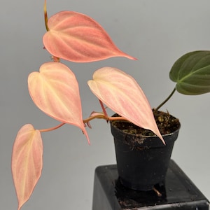 Philodendron Pink Micans Variegated Live Plant Rooted Cutting With Single Leaf Rare Plant Indoor Outdoor Gardening