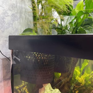 May include: An aquarium with lush green plants, including bamboo and ferns, is visible. A black, decorative pot hangs inside the tank. The tank's black trim is at the top. The background is a light gray wall.
