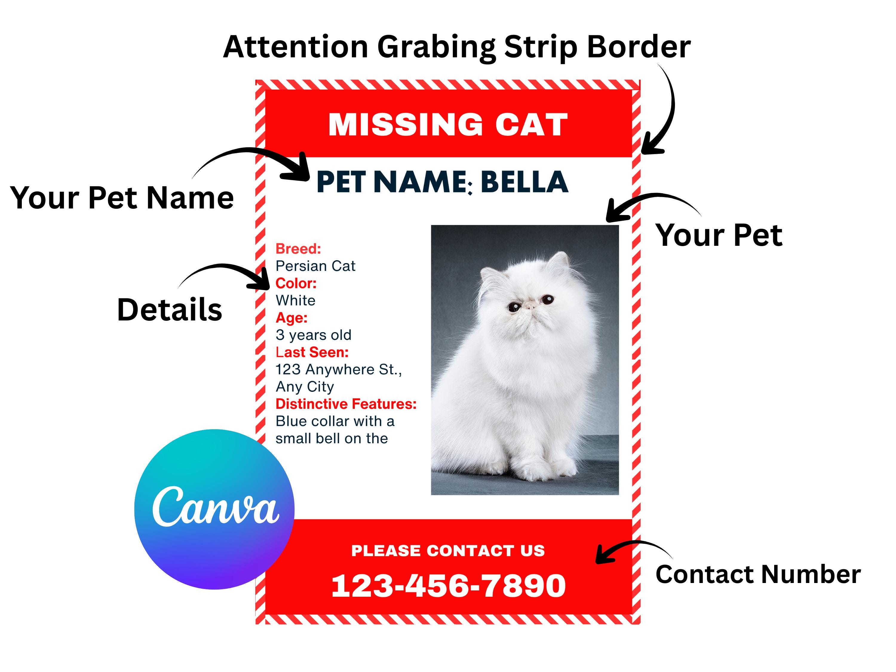 Lost Cat Poster Singapore
