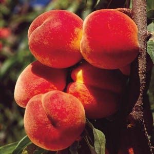 Belle of Georgia Peach Standard Dormant Bare Root Starter Fruit Tree (1-Pack)