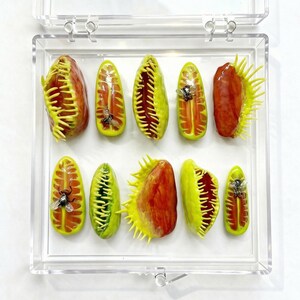 3D-gel vleesetende plant pers op de nagels, venusvliegenvanger horror natuurkunstset