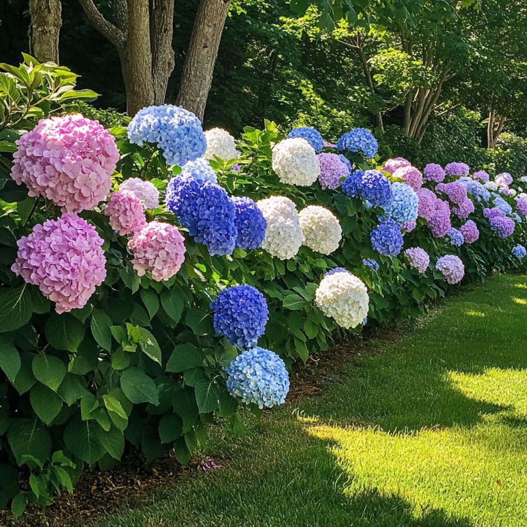 Assorted Hydrangea Field Mixed Hydrangea Seeds – Colorful Garden Blooms, Easy-grow Variety for ...