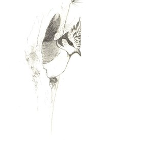 May include: A black and white pencil drawing of a bird perched on a tree branch. The bird is looking to the left and has a crested head.