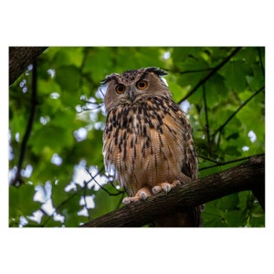 Flaco the Central Park Owl Greeting Card Set of 1 Set of 5 Set of 10 Set of 25 image 1