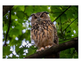 Flaco the Central Park Owl Greeting Card | Set of 1 | Set of 5 | Set of 10 | Set of 25