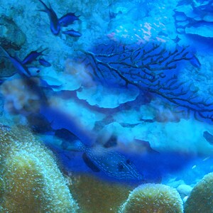 Undersea Imaginings Underwater Dive Art Canvas Wrap Wall Art