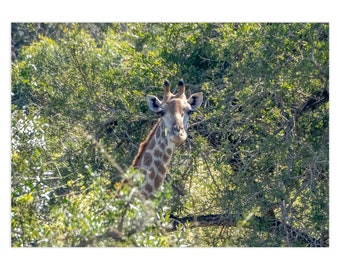 Giraffe Note Card | Safari photograph | Greeting Card | Card for nature lover | Africa | African Safari