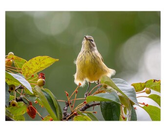 Palm Warbler Marilyn Monroe Greeting Card | Central Park Note Card
