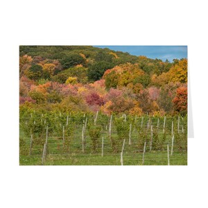 Biglietto per appunti con vigneto in autunno / Fotografia con colori autunnali / Biglietto d'auguri / Biglietto per escursionista / Ti penso / Grazie