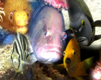Tarjeta pez caprichoso | Buceo submarino arte | Tarjeta de felicitación | Tarjeta colorida de pescado | Tarjeta de nota bajo el agua | Tarjeta para buzo