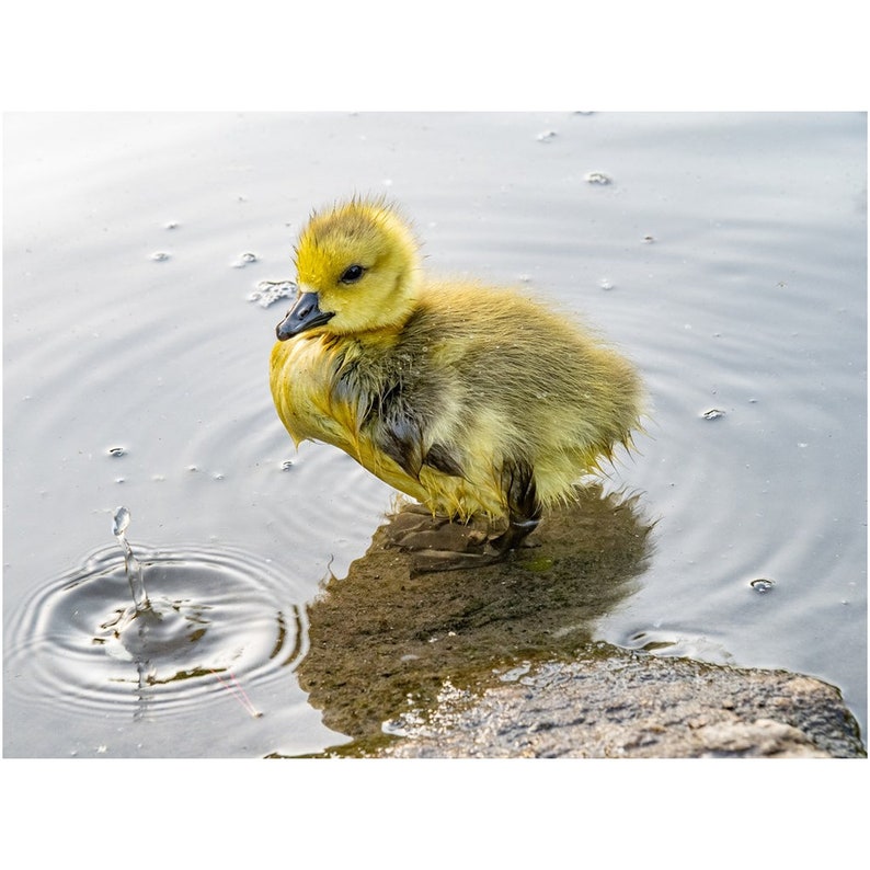 Baby Gosling Foto print-Central Park South Pond 9x12 inch | Gloss