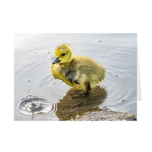 Baby Gosling Greeting Card | Set of 1 | Set of 10 | Set of 25