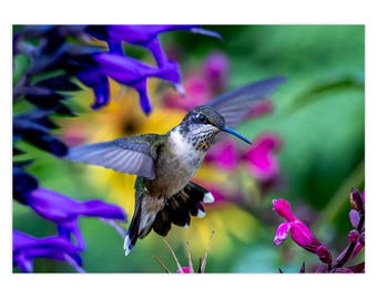 Ruby-Throated Hummingbird Greeting Card: NYC Nature Photography