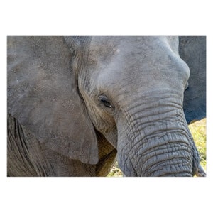 Elephant Note Card / Fotografía de safari / Tarjeta de felicitación / Tarjeta para amantes de la naturaleza / África / Safari africano / Big Five