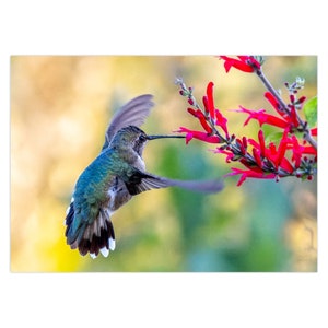 Biglietto d'auguri per colibrì dal mento nero che dà da mangiare / Set di 1 / Set di 5 / Set di 10 / Set di 25