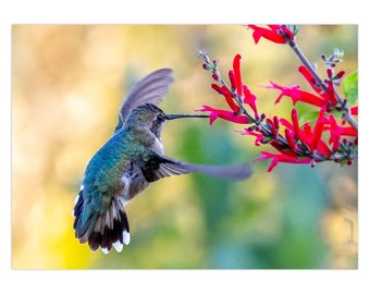Feeding Black-chinned Hummingbird Greeting Card | Set of 1 | Set of 5 | Set of 10 | Set of 25