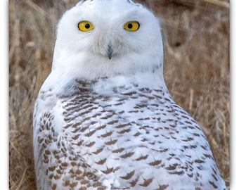 Snowy Owl in Brooklyn Magnet | Bird Photography Gift