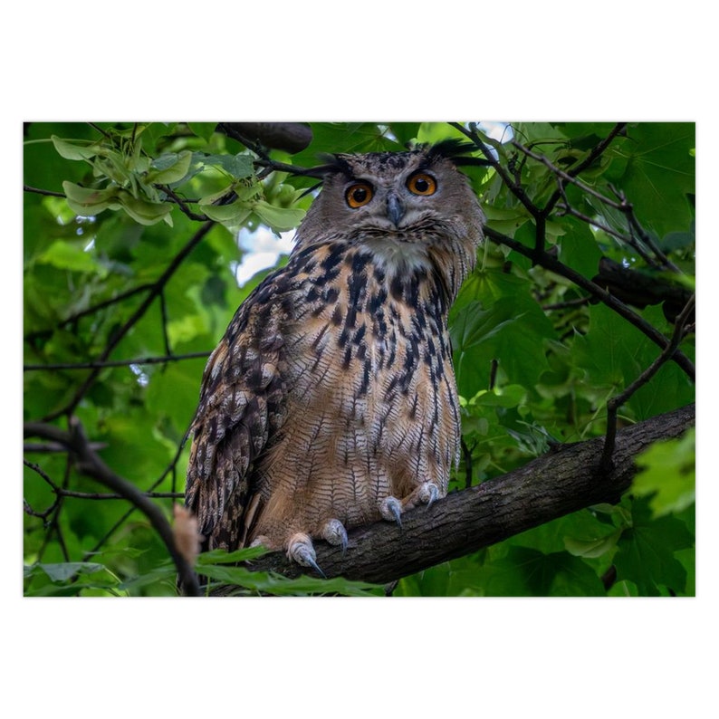 Flaco the Central Park Owl Greeting Card Set of 1 Set of 5 Set of 10 Set of 25 image 2