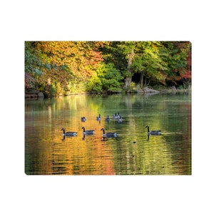 May include: A group of Canadian geese swim in a calm lake with a reflection of fall foliage in the water.