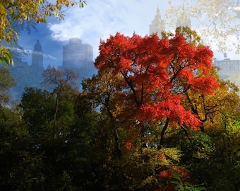 NYC Photo Print | Greeting Card | Red Tree in Central Park | Fine Art Print | Fall Colors | Autumn Colors | New York City