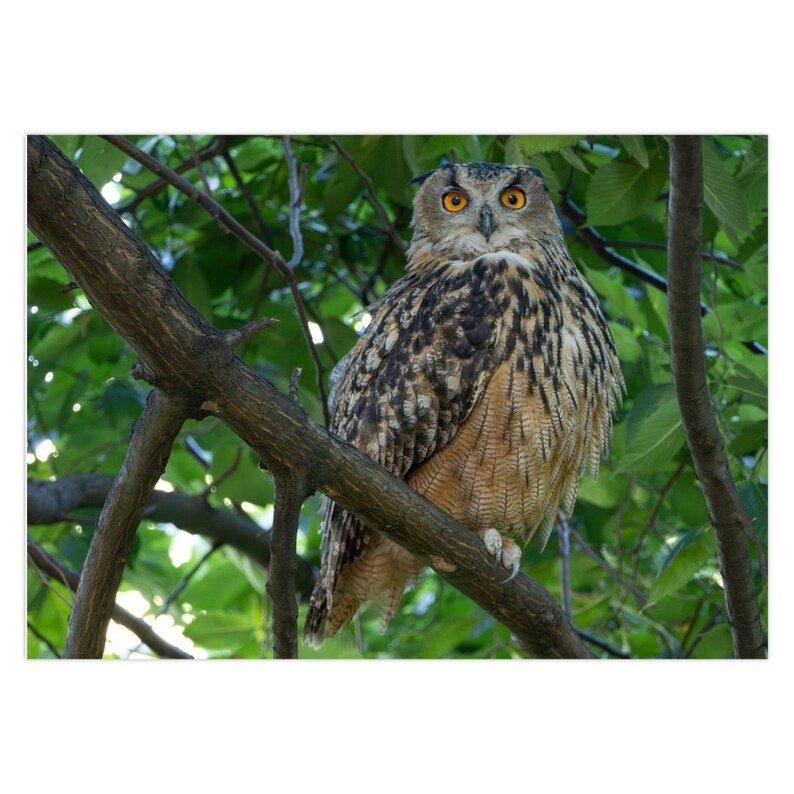 Flaco the Central Park Owl Greeting Card Set of 1 Set of 5 Set of 10 Set of 25 image 5