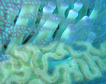 Abstract Coral Reef Art Print: Underwater Photography Home Decor