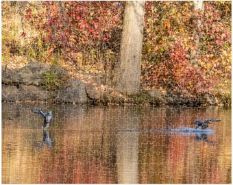 Northern Shovelers Jigsaw Puzzle, Central Park in Fall