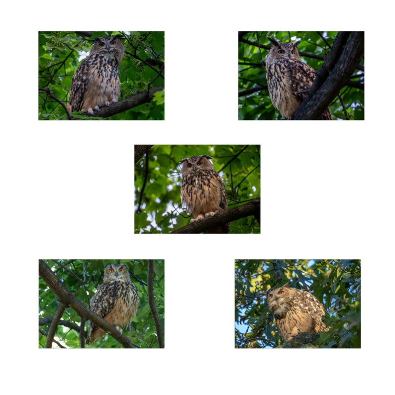Flaco the Central Park Owl Greeting Card Set of 1 Set of 5 Set of 10 Set of 25 image 7