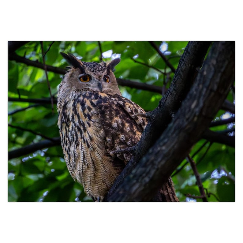 Flaco the Central Park Owl Greeting Card Set of 1 Set of 5 Set of 10 Set of 25 image 3