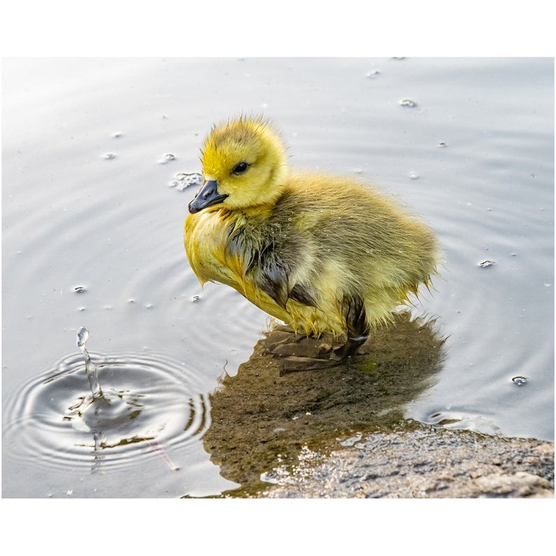 Baby Gosling Foto print-Central Park South Pond afbeelding 3